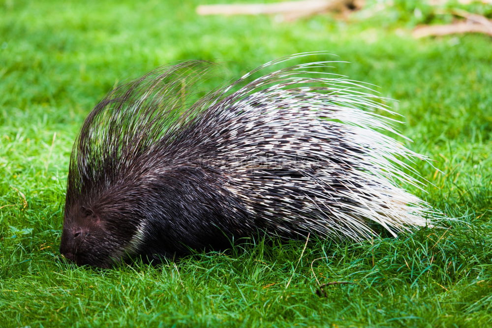 Similar – pincushions Hedgehog