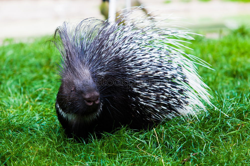 Similar – pincushions Hedgehog