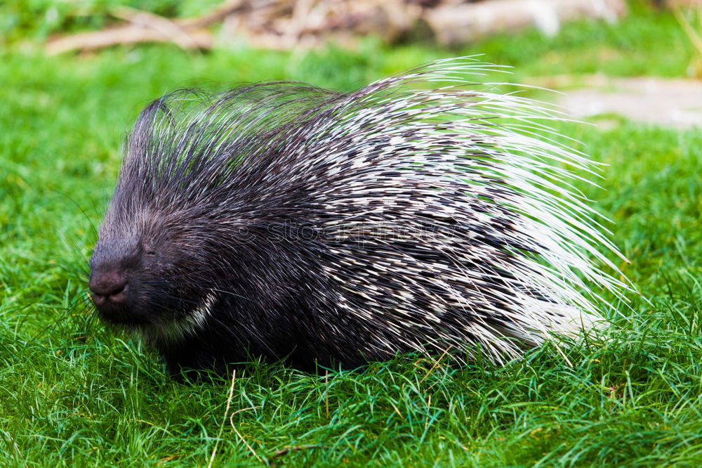 Similar – pincushions Hedgehog