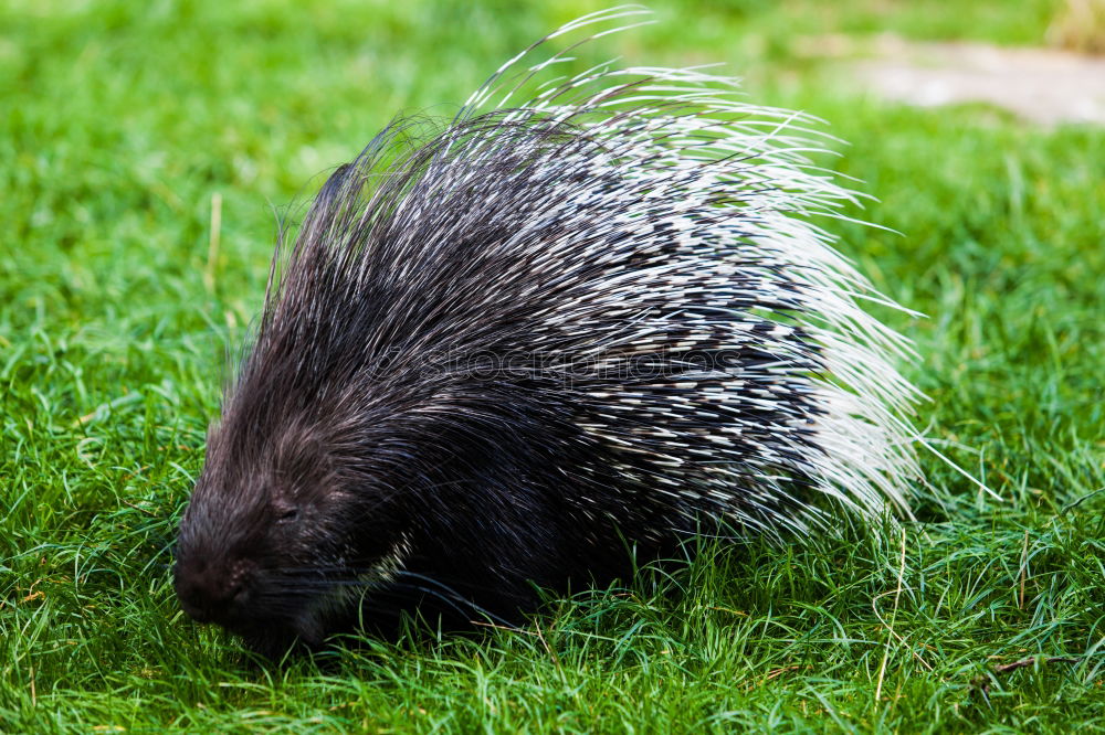 Similar – Image, Stock Photo hedgehogs Animal Autumn