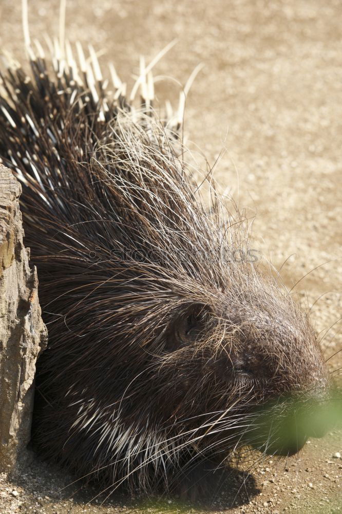 Similar – hedgehog walk Wild animal