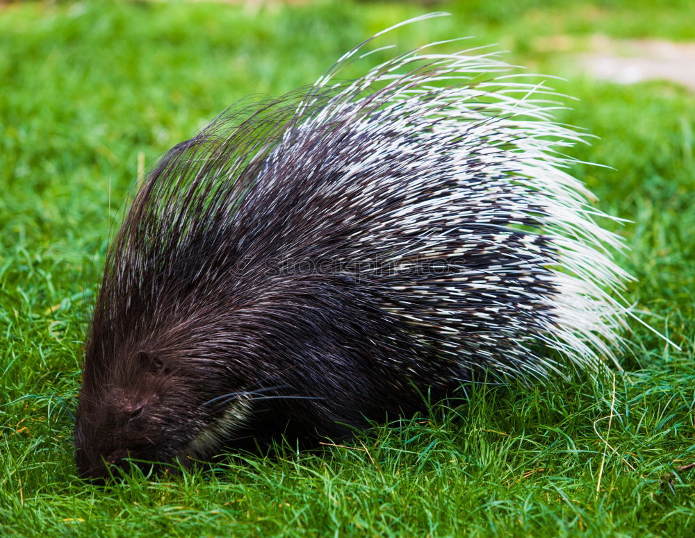 Similar – pincushions Hedgehog