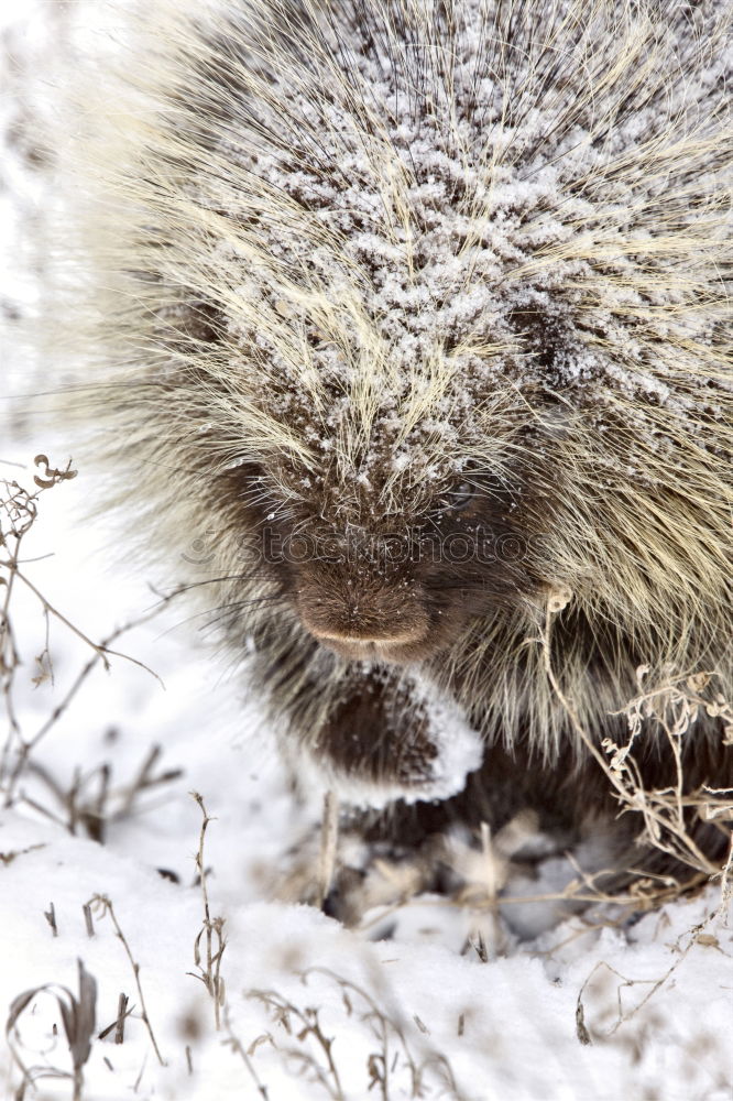 Similar – Foto Bild Gute Nacht Igel schlafen