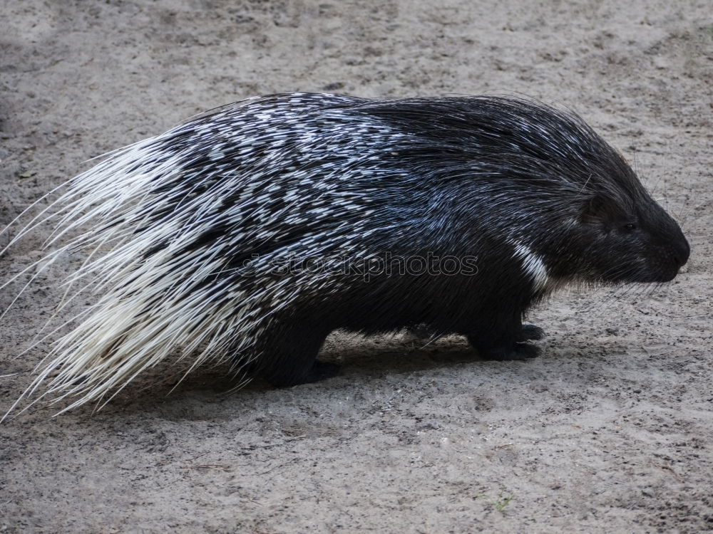 Similar – anteater Ant-eater Animal