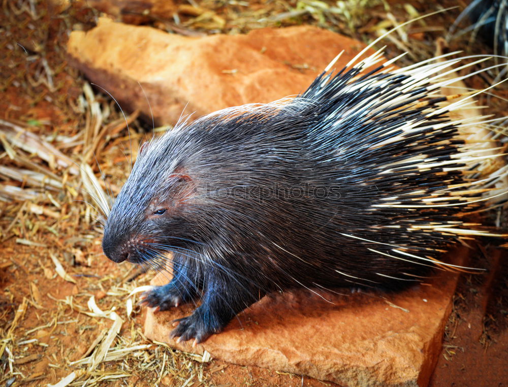 Foto Bild Gute Nacht Igel schlafen