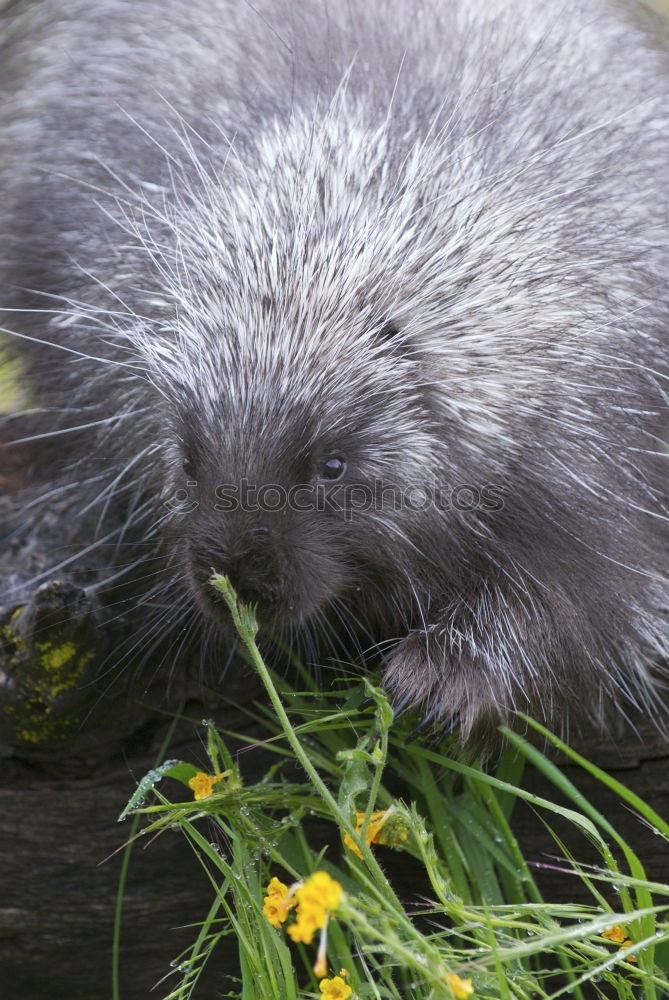 Similar – otters Animal Wild animal