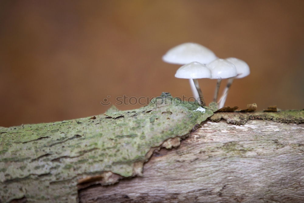 Similar – Image, Stock Photo Mushrooms Moss Spore