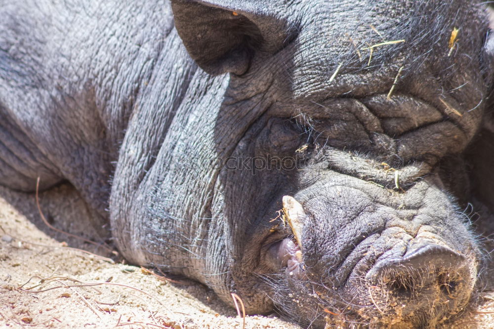 Similar – Portrait of a wild boar