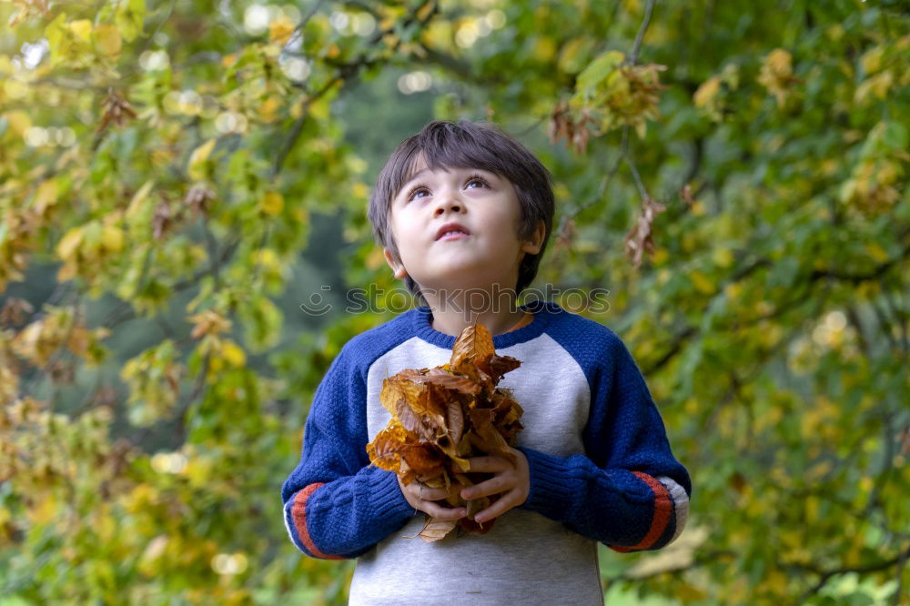 Similar – Child collects chestnuts