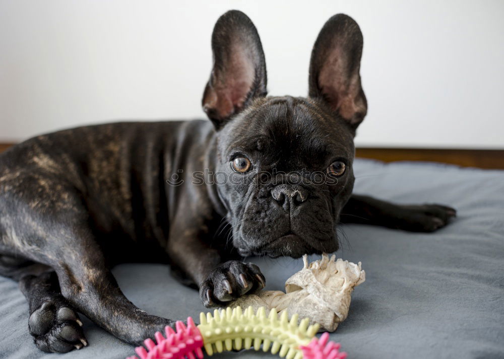 Image, Stock Photo Boston Terrier at the restaurant