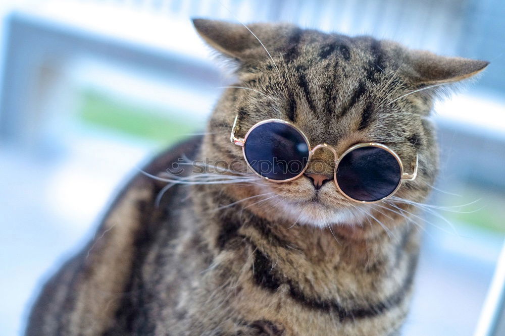 coole Katze mit Sonnenbrille