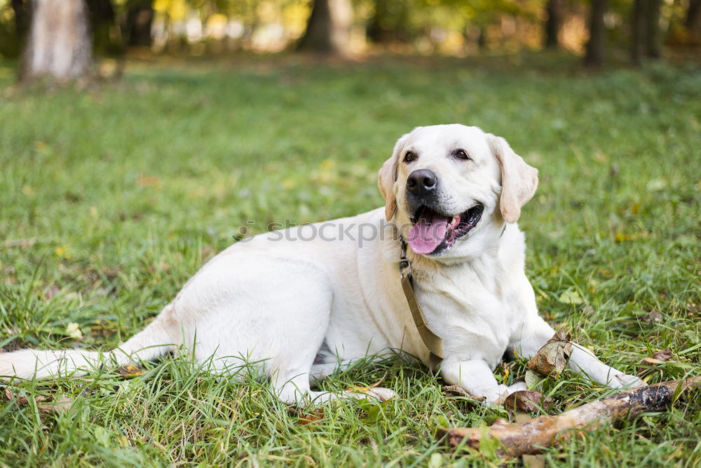 Similar – English Cocker spaniel dog