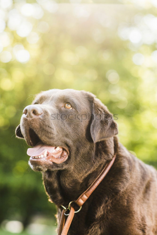 Similar – Image, Stock Photo Dog in backlight Pet