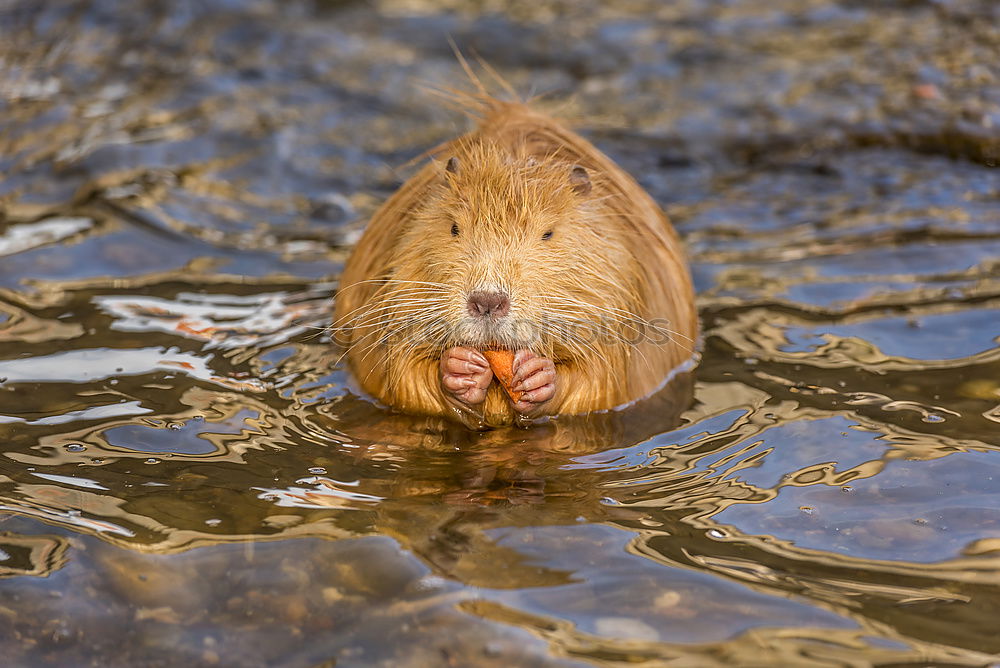 Frontal close up with a Coypu eating