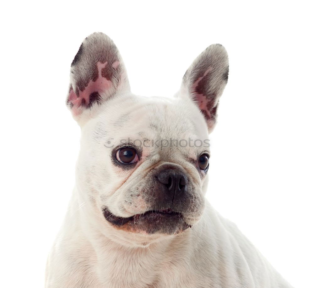 Similar – Boston Terrier Portrait