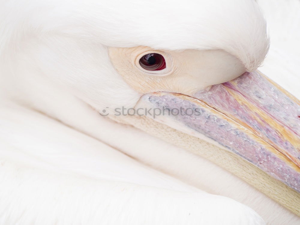 Similar – Image, Stock Photo pelican Paracas Peru