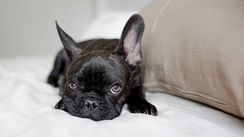 Image, Stock Photo Boston Terrier Puppy