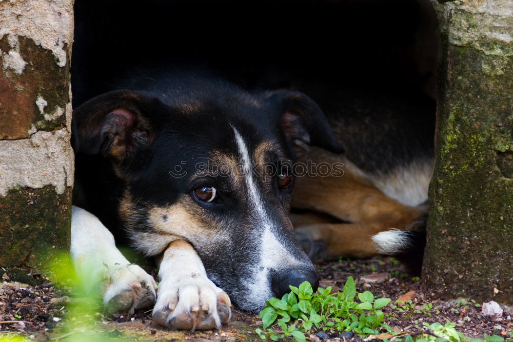 Image, Stock Photo Young Australian Shepherd puppy