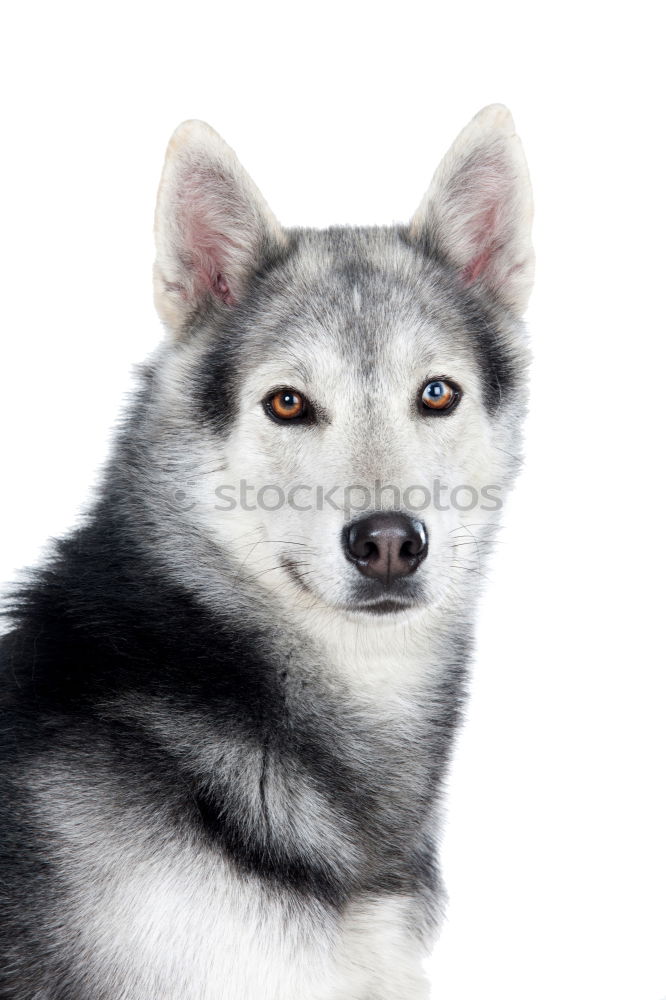 Similar – Image, Stock Photo doggie eyes Dog Husky