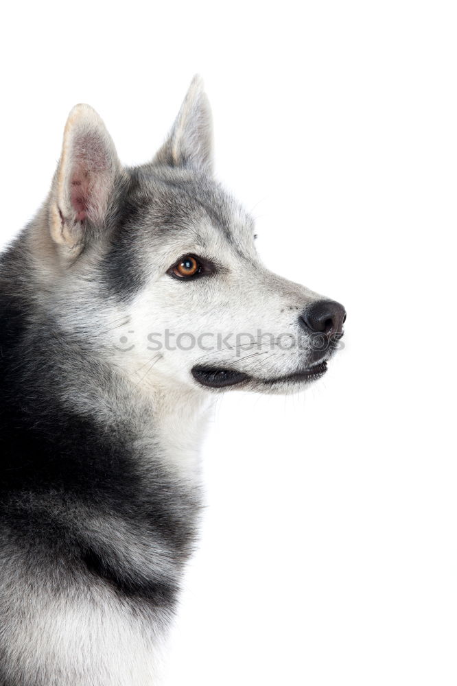 Similar – girl dog Colour photo