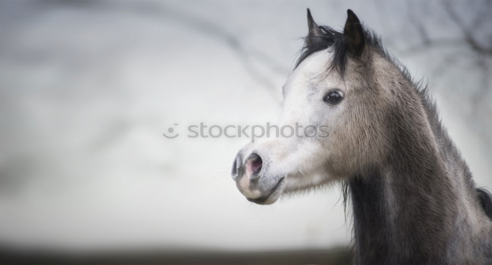 Similar – Image, Stock Photo almost a donkey Horse