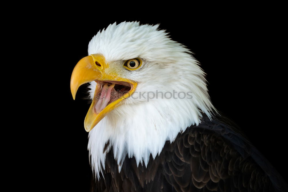 Similar – bald eagle Eagle Bird