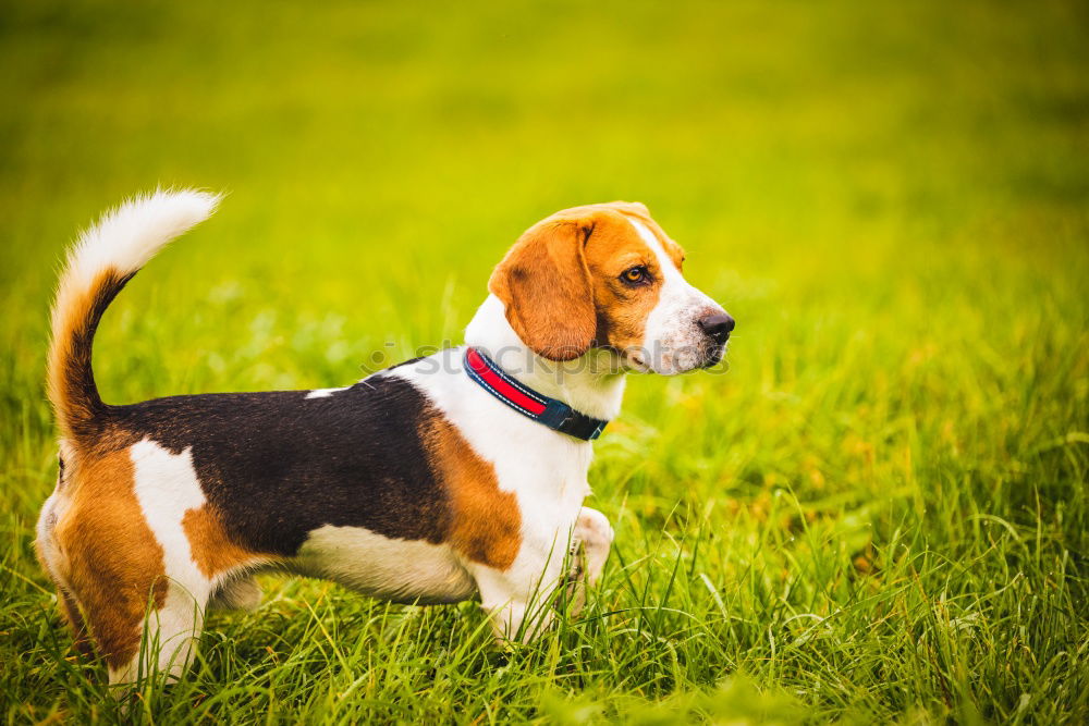 Similar – Image, Stock Photo Beautiful beagle puppy on the green grass