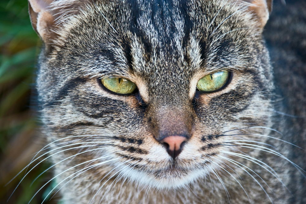 Similar – Image, Stock Photo Blue-lick, blue-eyed cat