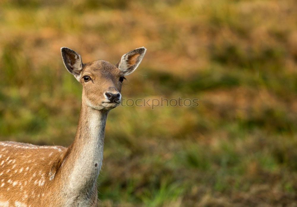 Similar – Foto Bild Coole Kitz Tier Wildtier