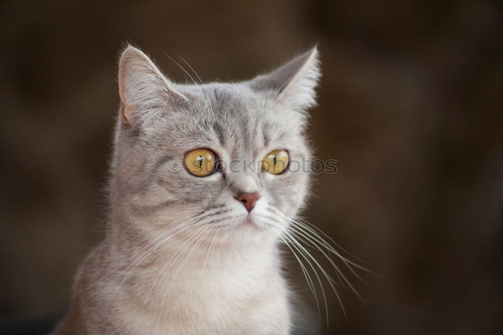 Similar – European wildcat portrait close up