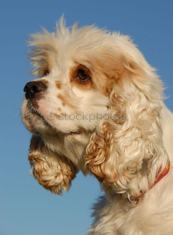 Similar – Image, Stock Photo Come on! Animal Pet Dog