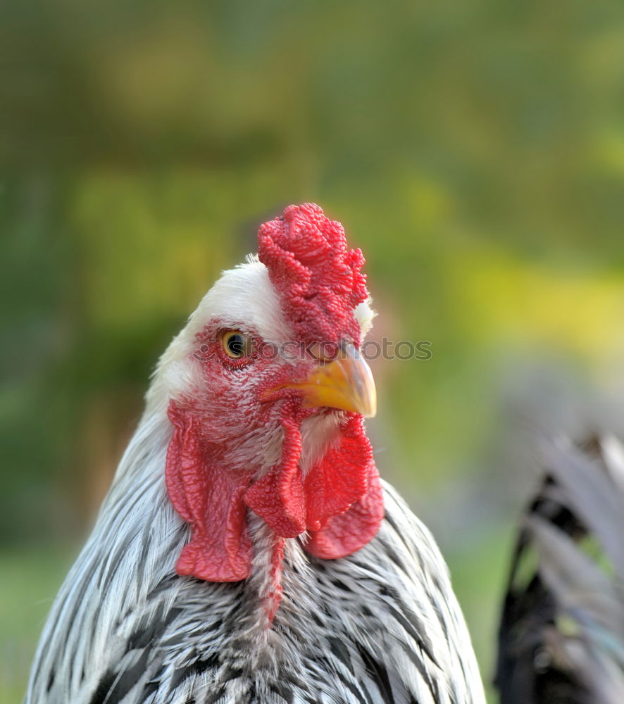 Similar – Image, Stock Photo teenage hen chicken fowls