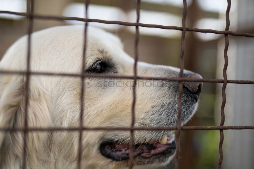 Similar – Image, Stock Photo Closeup of a husky dog looking through the bars of a cage