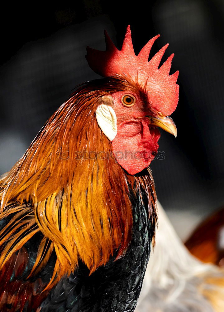 Similar – Foto Bild Hinter Gittern Hahn