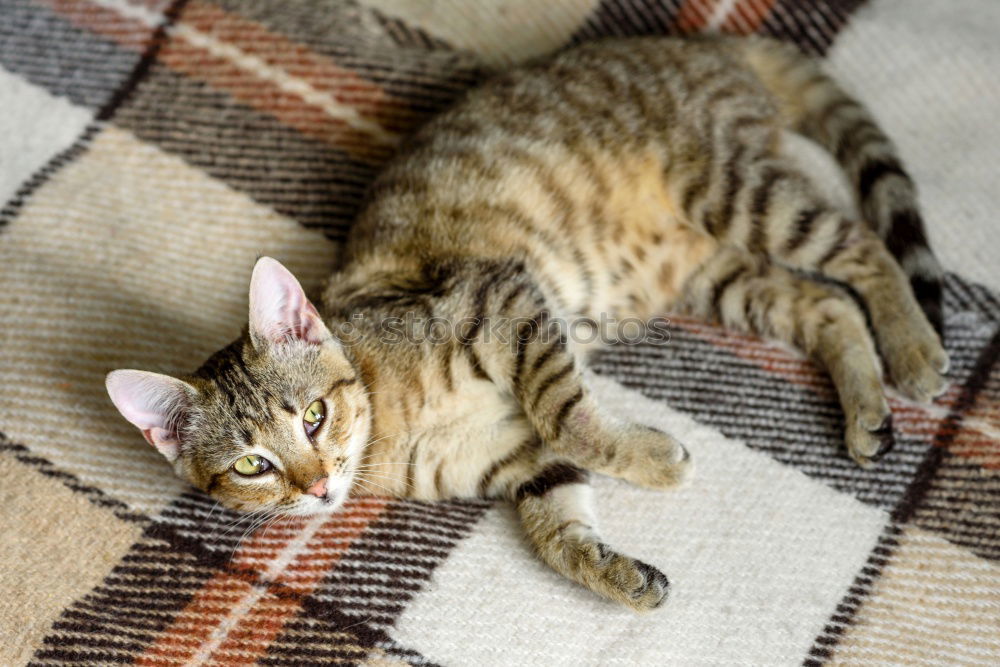 Similar – Image, Stock Photo Cat’s life!