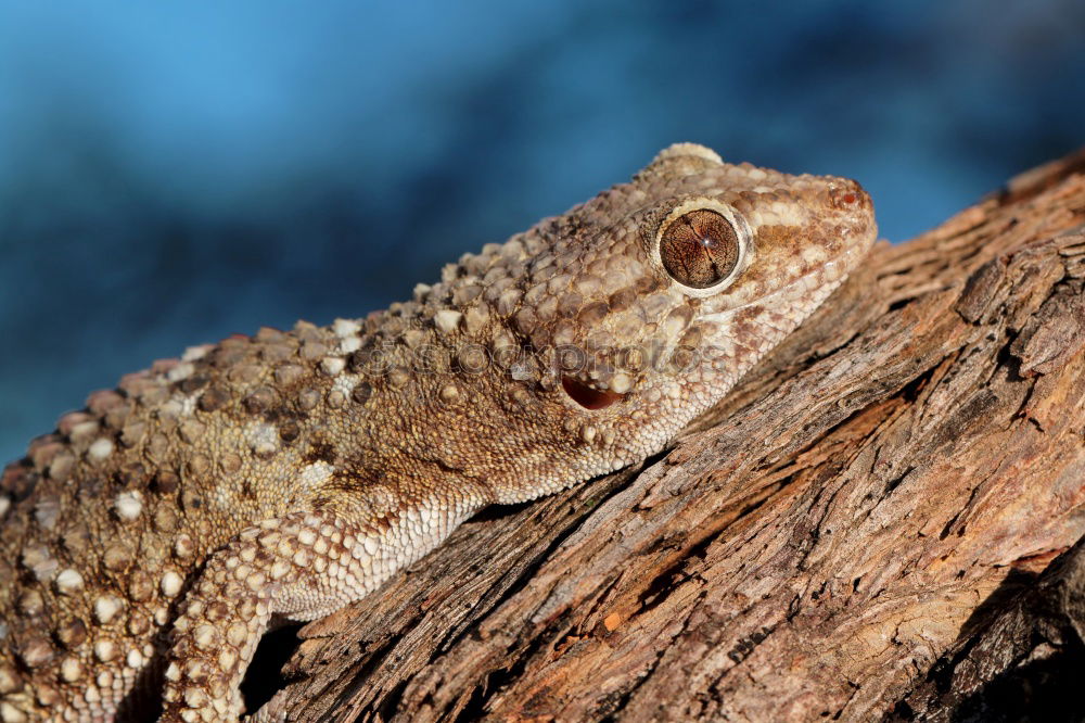 Similar – Image, Stock Photo beautiful meadow viper basking in natural environment