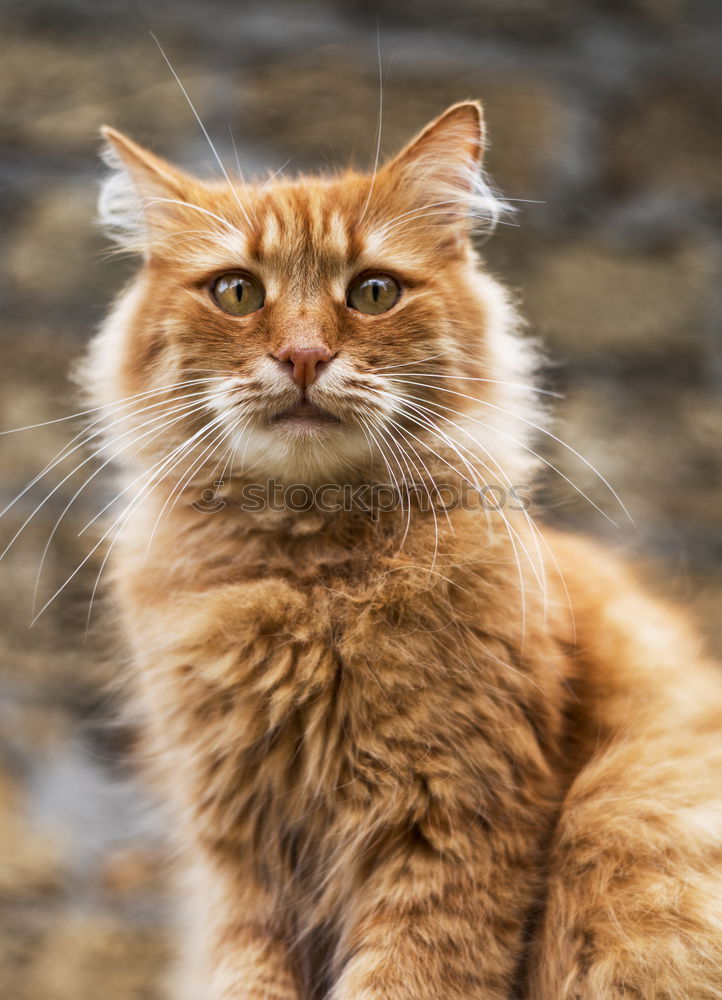 Similar – a beige fluffy cat with dirty ears and blue strait eyes