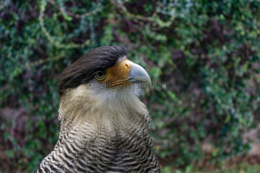 Similar – Image, Stock Photo Northern Goshawk