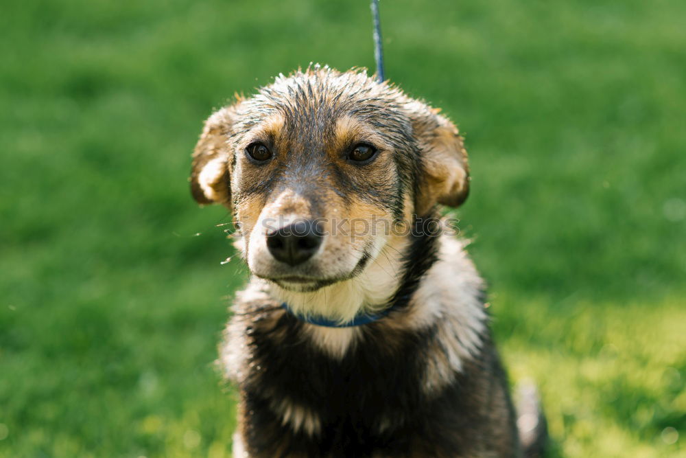 Similar – Image, Stock Photo Dog: Australian Shepherd