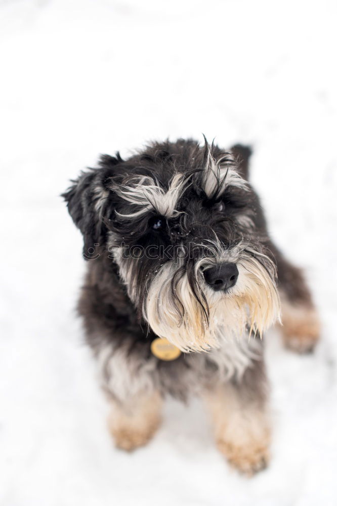 Similar – Image, Stock Photo Australian Shepherd Winter