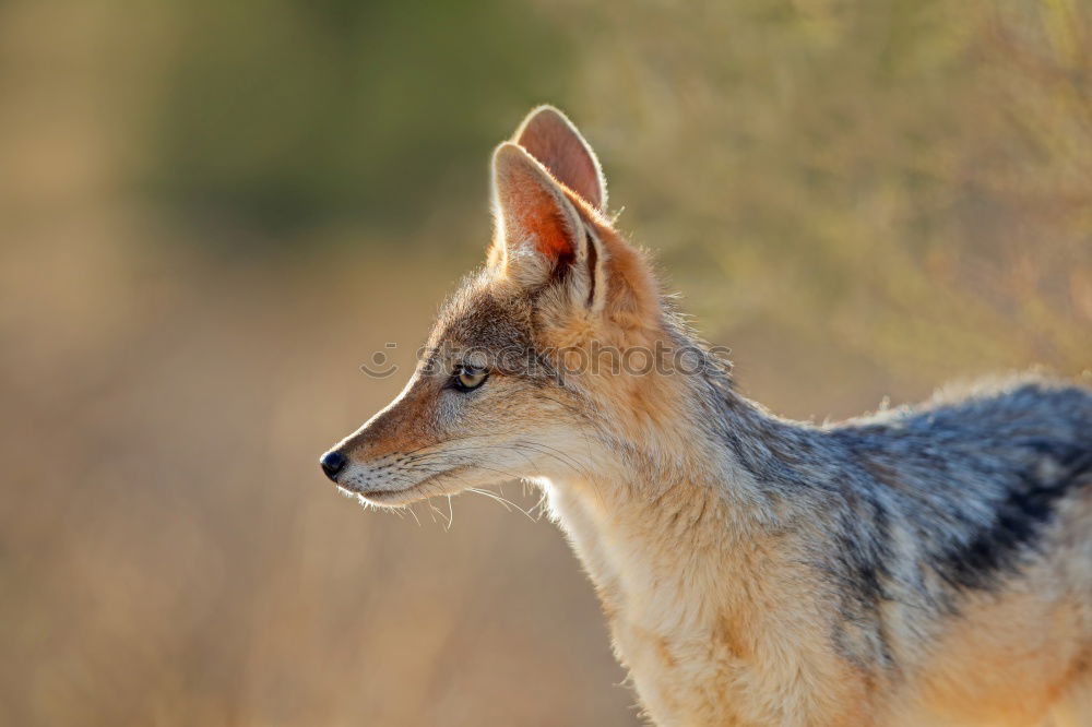 Similar – jackal Grass Bushes