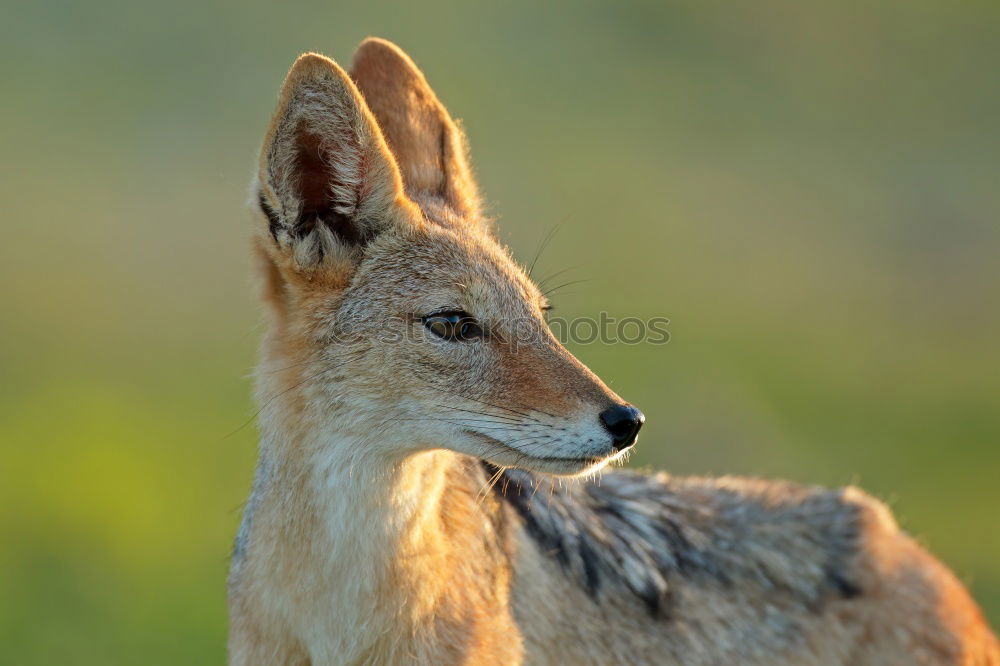 Similar – Image, Stock Photo Curious Fox Kit