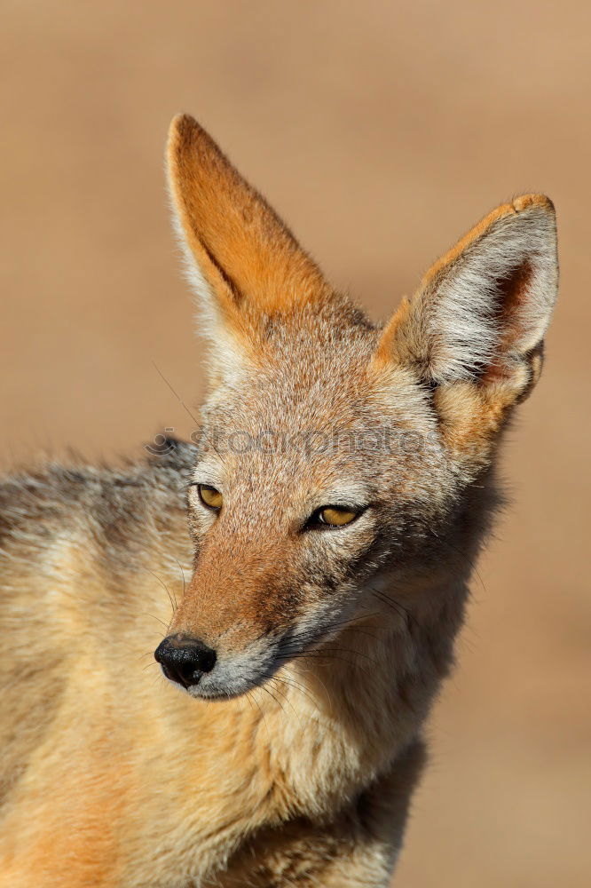 Similar – Image, Stock Photo Fox you stole the goose…