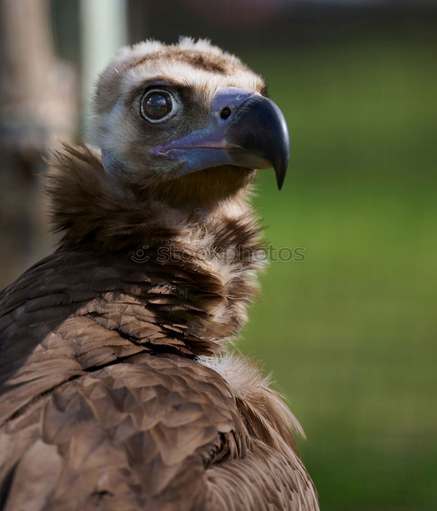 Similar – Image, Stock Photo Portrait of a black vulture in the nature