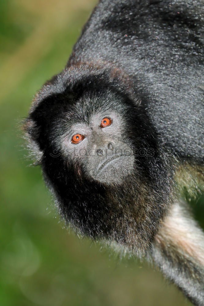 Image, Stock Photo Close up portrait of collared mangabey