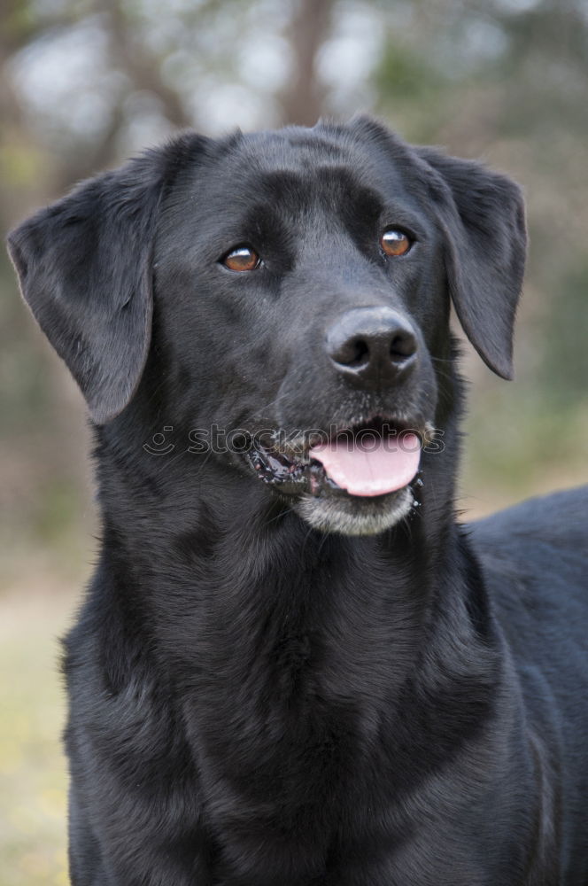 doggy Hund Labrador