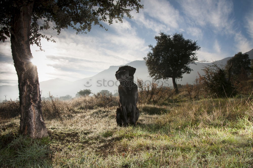 Similar – Image, Stock Photo Indian buzzer