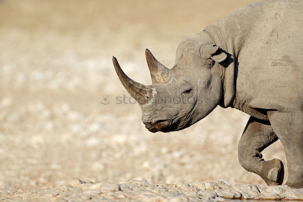 Similar – Image, Stock Photo rhinoceros Environment