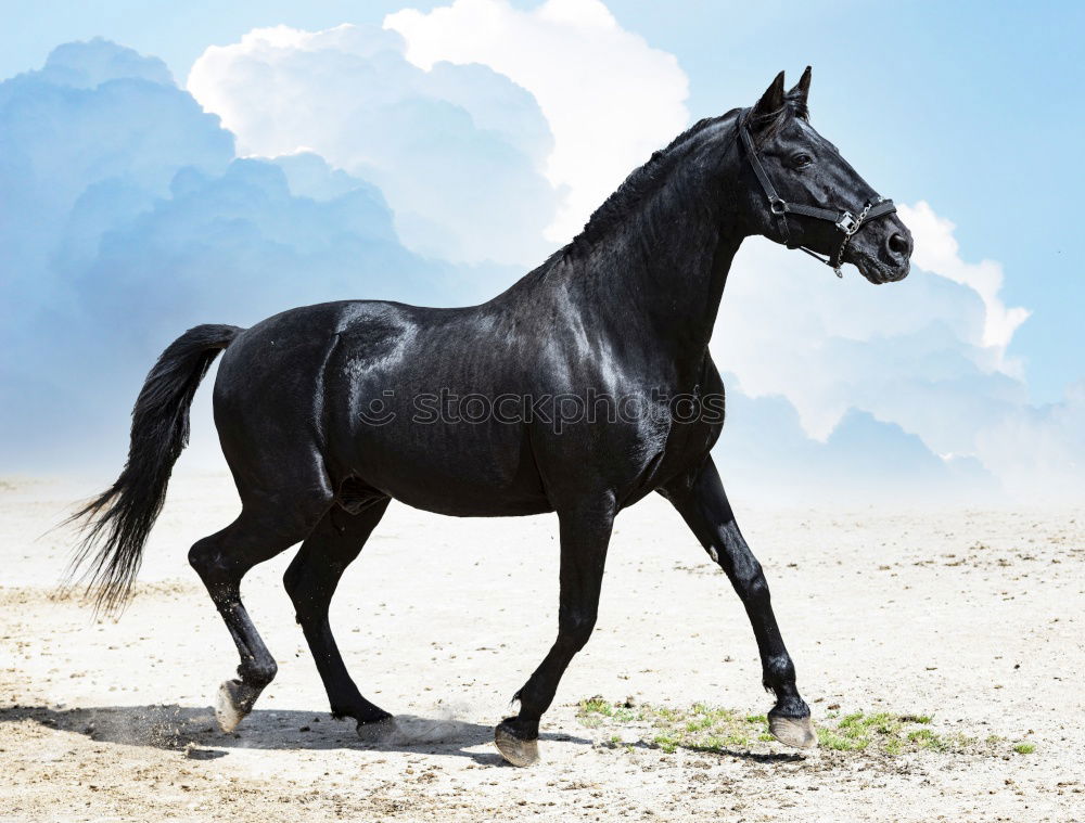 Similar – Image, Stock Photo Haflinger. Horse Pasture