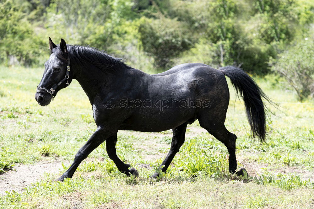 Image, Stock Photo Beautiful black stallion rises